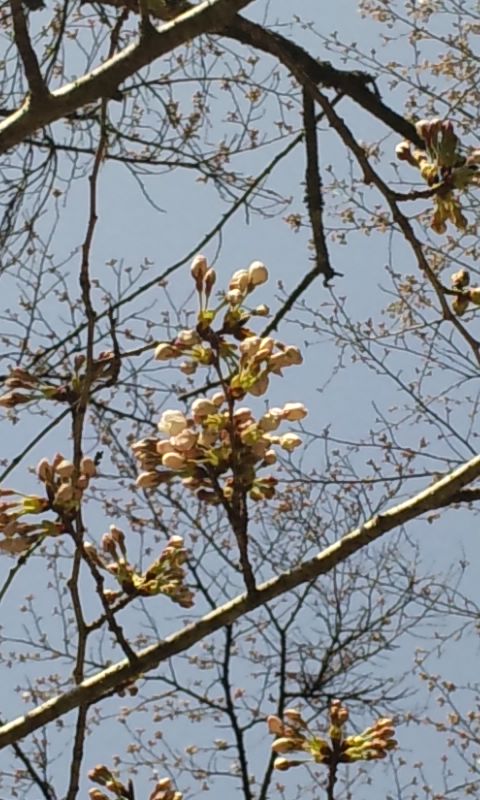 3月22日の桜