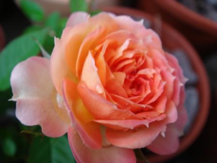 バラ屋オレンジ