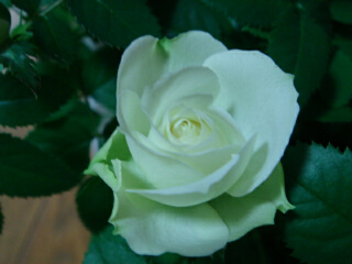 アンドロメダ２