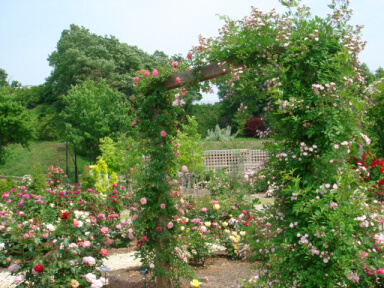 花フェスタ20060601