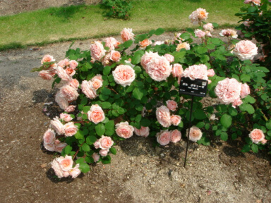 花フェスタ20060601