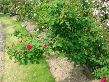 花フェスタ20060601