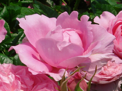 シャンタルメリュー