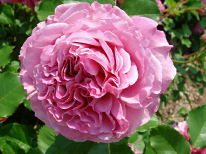 アニエルシリジェル