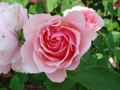 ラローズボルドー