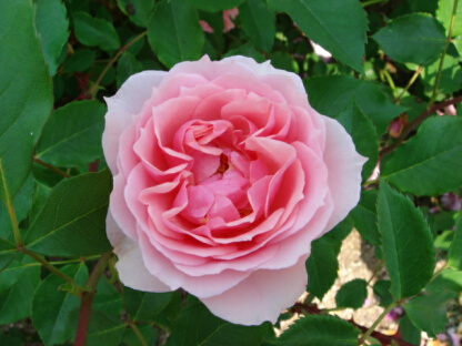 ラローズボルドー