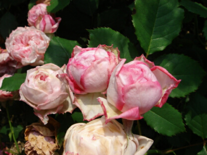 オルソースピノーラ