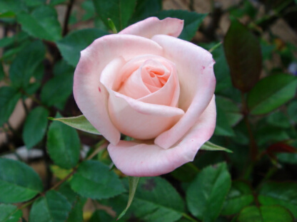 ま・パーキンス