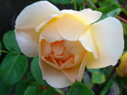 シャンパーニュ