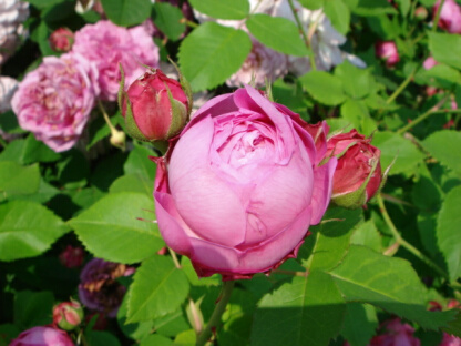 キャサリンギヨー