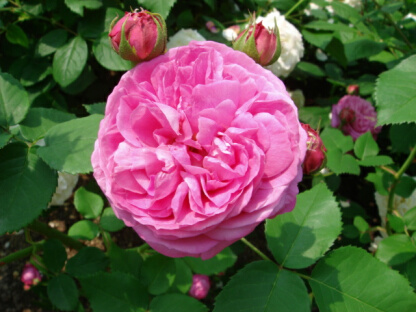 キャサリンギヨー