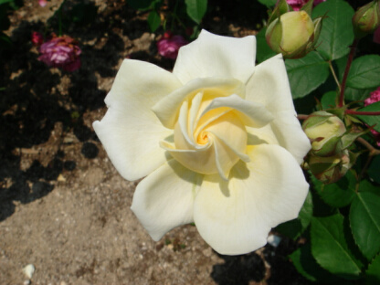 マヌエルカノバス