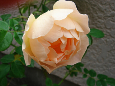 シャンパーニュ