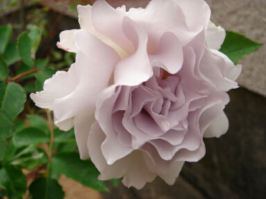 ミスティ・パープル