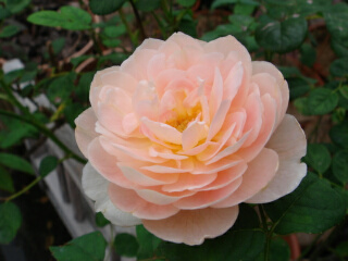 クイーン・オブ・スェーデン2