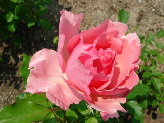 ウエストコースト