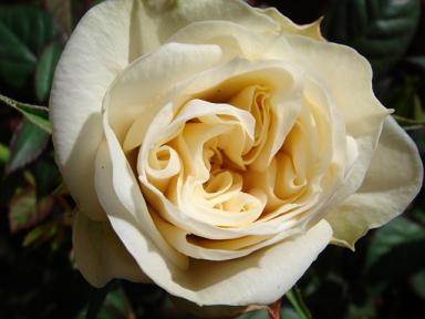 不明ミニバラクリーム