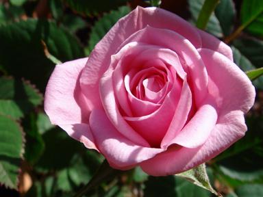 不明ミニバラピンク