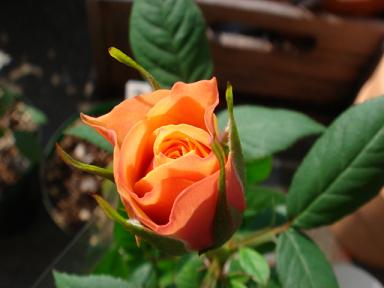 不明ミニバラオレンジ