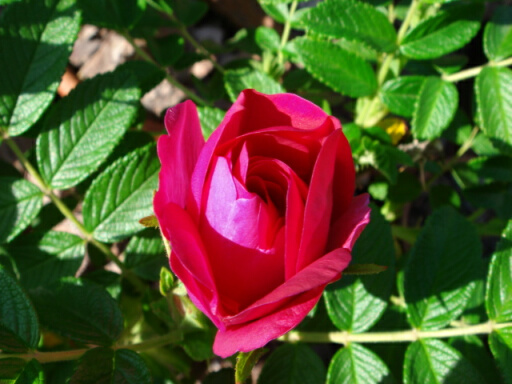 ロズレ・ドゥ・ライ