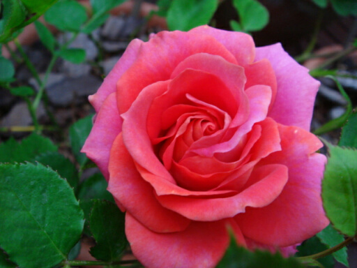 ダークサンレモ