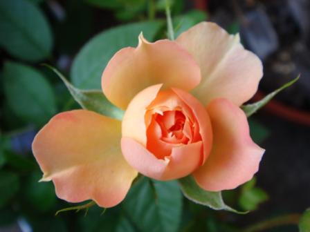 バラ屋オレンジ