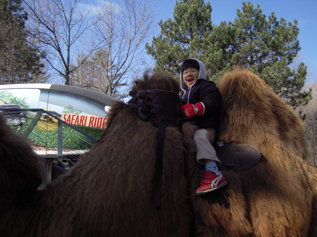 Camel ride1