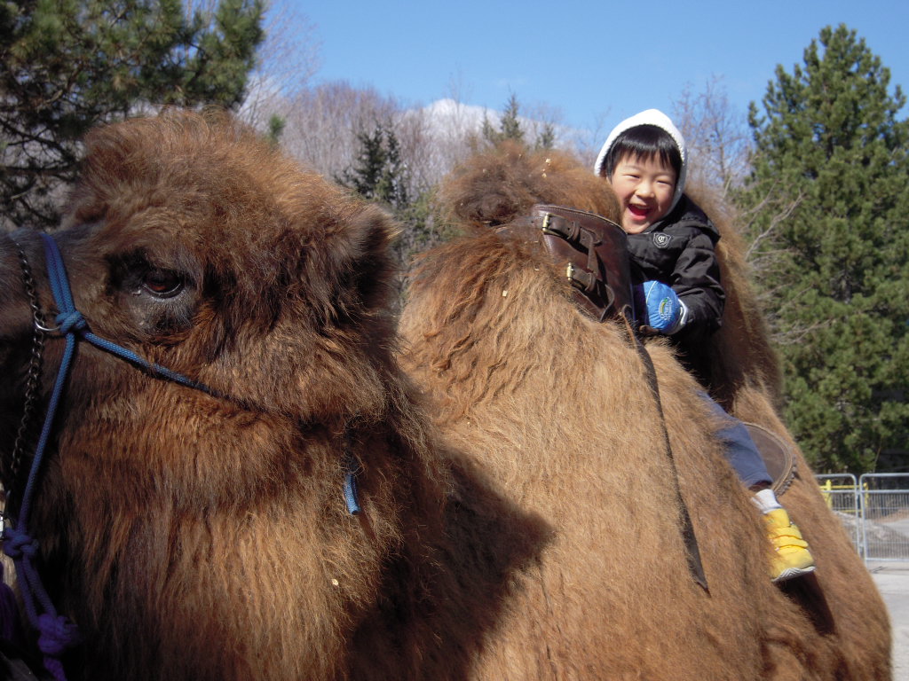 Camel ride2