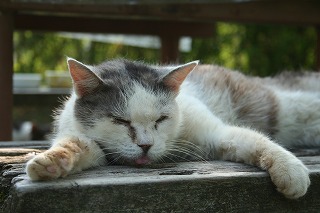 夏ばて１