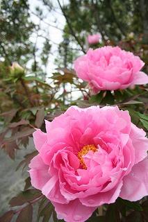 IMG_0850.jpg
