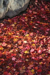 IMG_1704.jpg