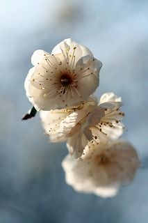 白梅