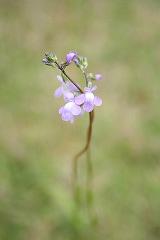 此花は？