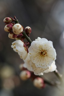 ぴんくがかった白