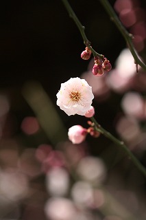 うすピンク
