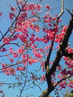 2011桜.jpg