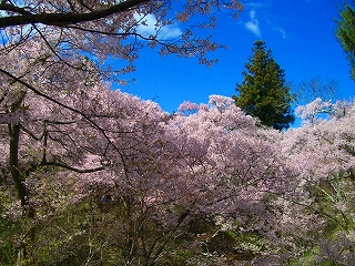 高遠