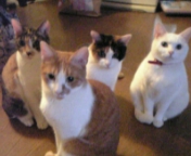 4匹の猫