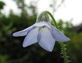 クリーピングボリジ