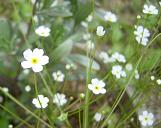 アンドロサセ・スターダスト