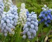 ムスカリ・ミックス