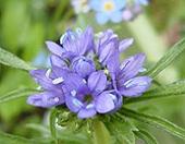 ギリア・カピタータ