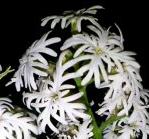 シゾペタロン・ワルケリー