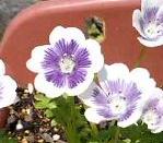 ネモフィラ・ブルーベリーアイズ