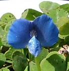 ブルークローバー