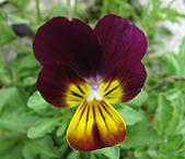 ビオラ・ミックス