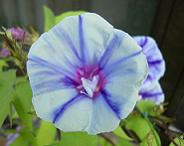 こうもり南天？