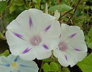 西洋朝顔ミルキーウェイ