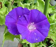 黄縮緬林風葉紫台咲