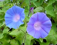 出物抜け朝顔